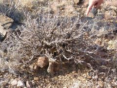 Monsonia salmoniflora