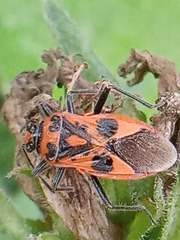 Corizus hyoscyami