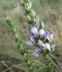 Aspalathus cephalotes violacea