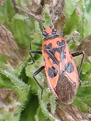 Corizus hyoscyami
