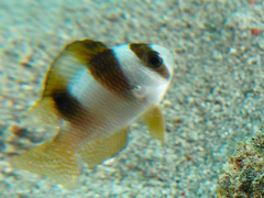 Amblypomacentrus breviceps