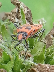Corizus hyoscyami