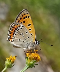 Lycaena panava
