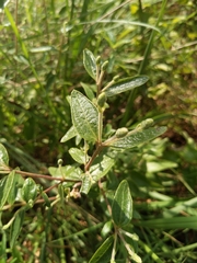 Brickellia cylindracea