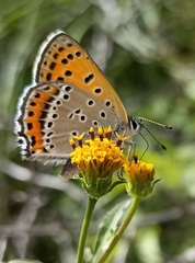 Lycaena panava