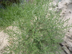 Corispermum hyssopifolium