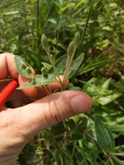 Brickellia cylindracea