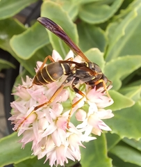 Polistes fuscatus