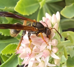 Polistes fuscatus