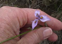 Moraea algoensis