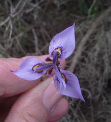 Moraea algoensis