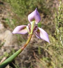 Moraea algoensis