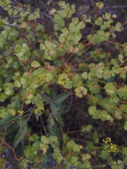 Euphorbia platyphyllos