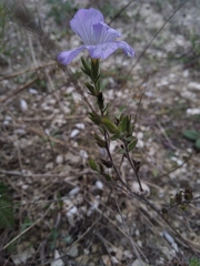 Linum hirsutum
