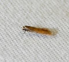 Phaeoses sabinella