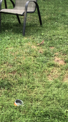 Passer domesticus