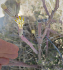 Kleinia longiflora