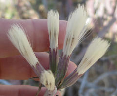 Kleinia longiflora