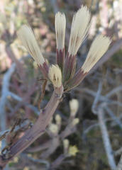 Kleinia longiflora