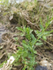 Lythrum ovalifolium