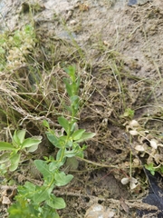 Lythrum ovalifolium