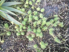 Euphorbia azorica