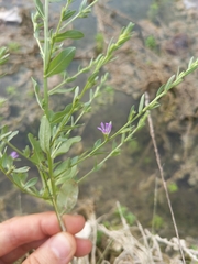 Lythrum ovalifolium
