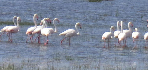 Greater Flamingo