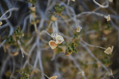 Acamptopappus sphaerocephalus