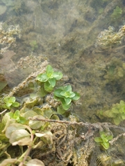 Lythrum ovalifolium