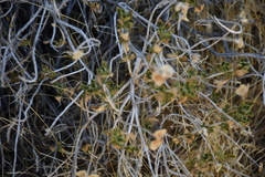 Acamptopappus sphaerocephalus