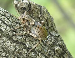 Enyaliopsis transvaalensis