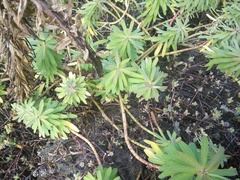 Euphorbia azorica