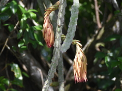 Selenicereus ocamponis