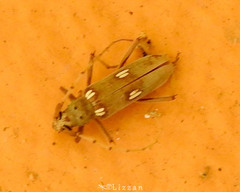 Eburia distincta