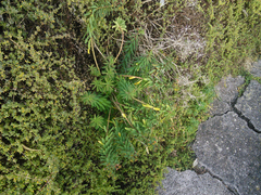 Euphorbia azorica