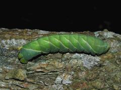 Platysphinx piabilis