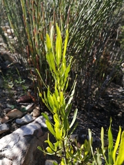 Dodonaea viscosa angustifolia