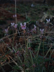 Pelargonium dolomiticum