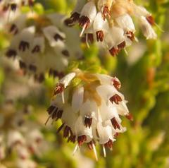 Erica labialis
