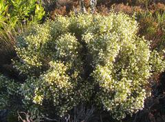 Erica labialis