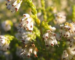 Erica labialis