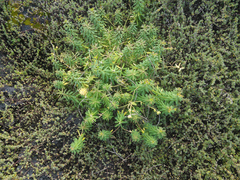 Euphorbia azorica
