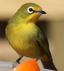 Zosterops virens virens