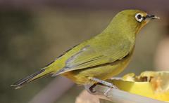 Zosterops virens virens