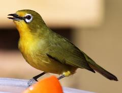 Zosterops virens virens