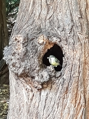 Parus major