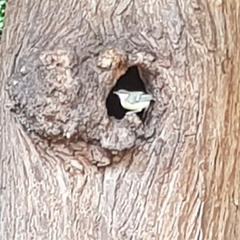 Parus major
