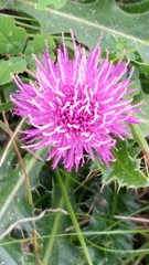 Cirsium acaule