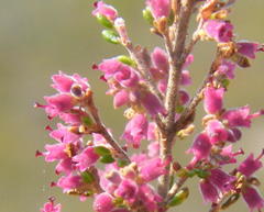 Erica puberuliflora